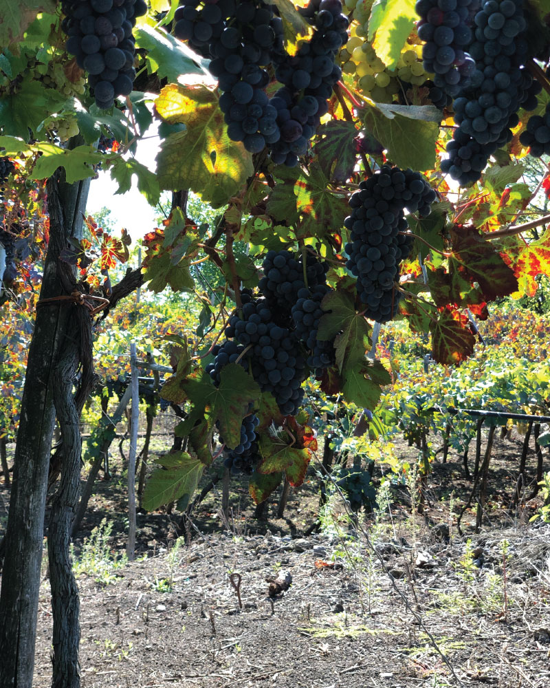 tenuta-longobardi-about-gallery-2