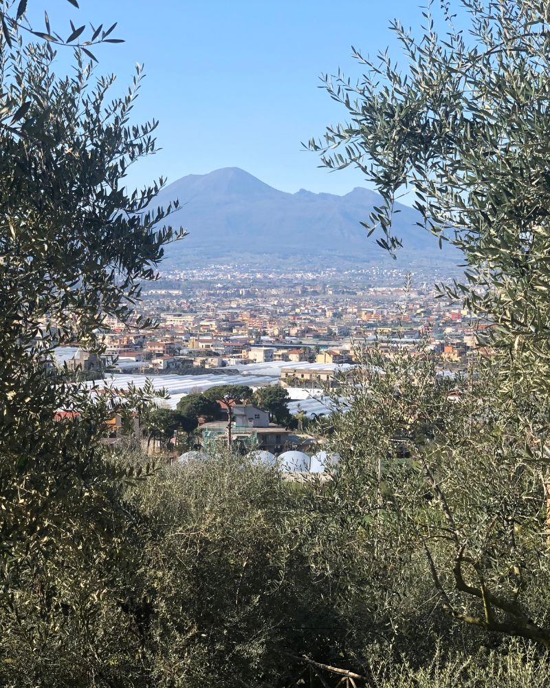 gallery-tenuta-longobardi-new-2-2
