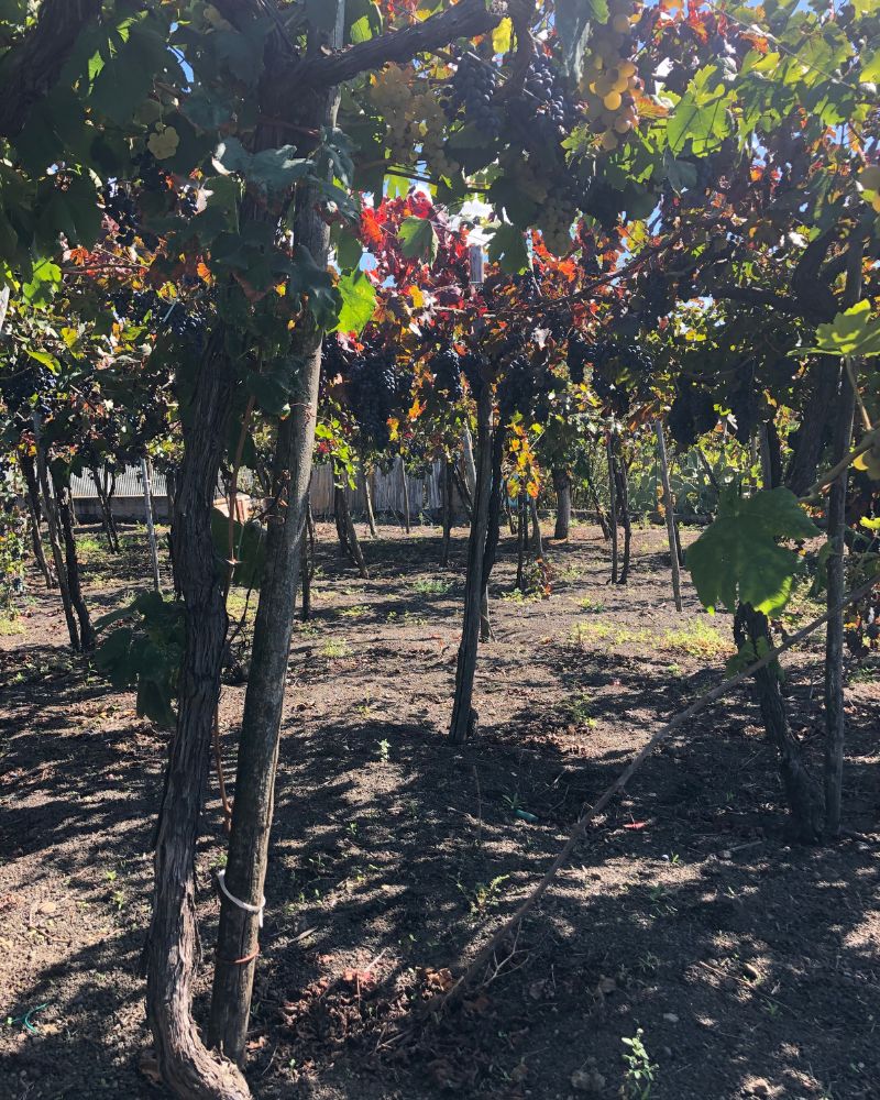 gallery-tenuta-longobardi-new-2-3