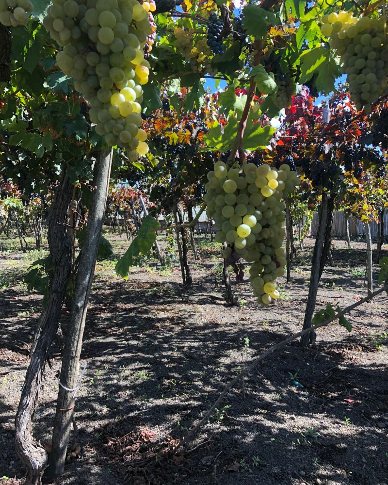 gallery-tenuta-longobardi-new-2-4