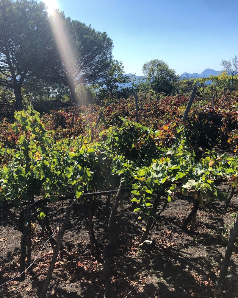 gallery-tenuta-longobardi-new-2-5