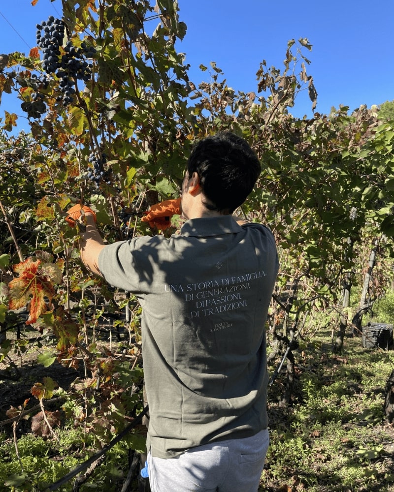 gallery-tenuta-longobardi-new-4