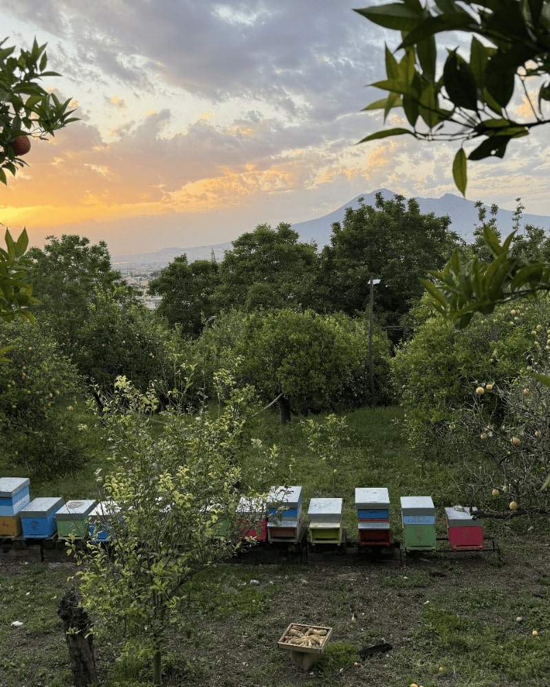 gallery-tenuta-longobardi-new-7